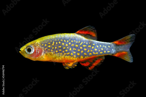 Galaxy Rasbora