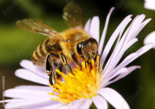 Honey bee on flower © boule1301