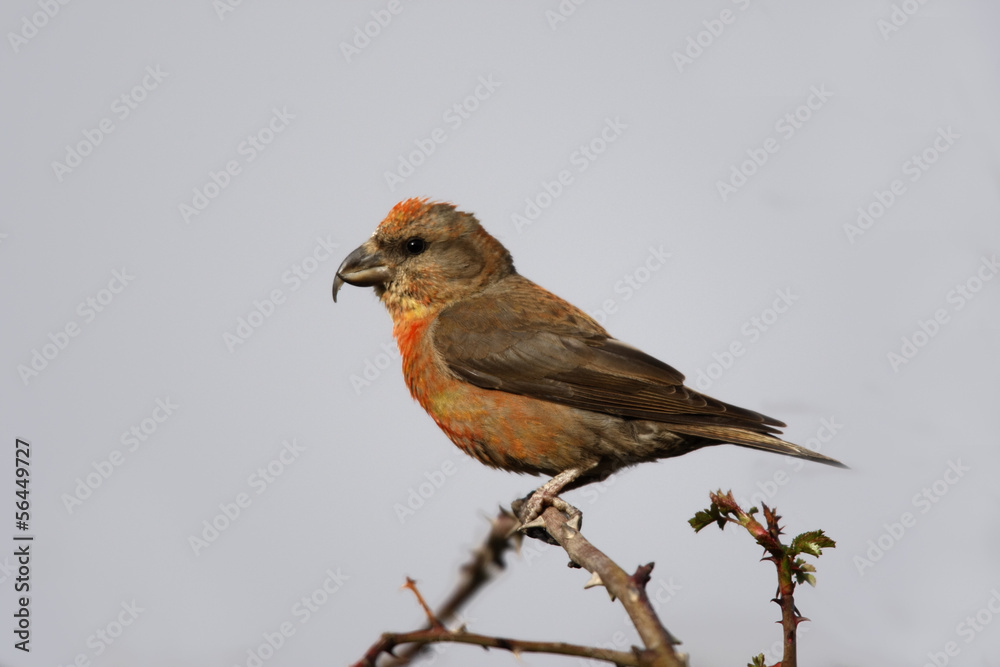 Crossbill, Loxia curvirostra Crossbill, Loxia curvirostra