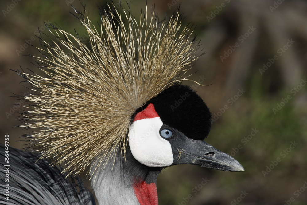 Fototapeta premium Crowned crane, Balearica pavonina