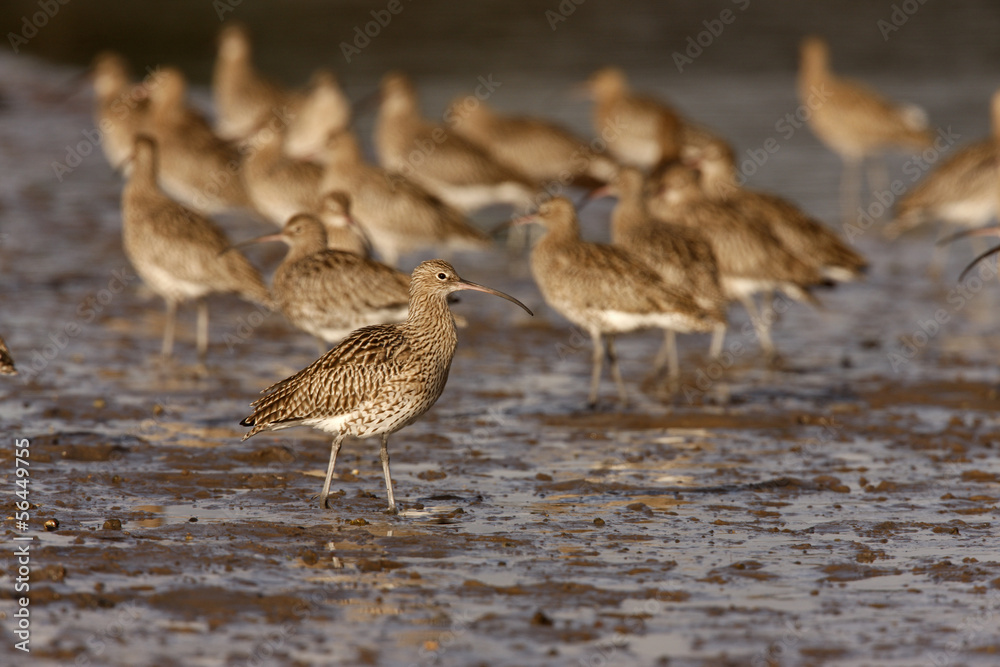 Obraz premium Curlew, Numenius arquata