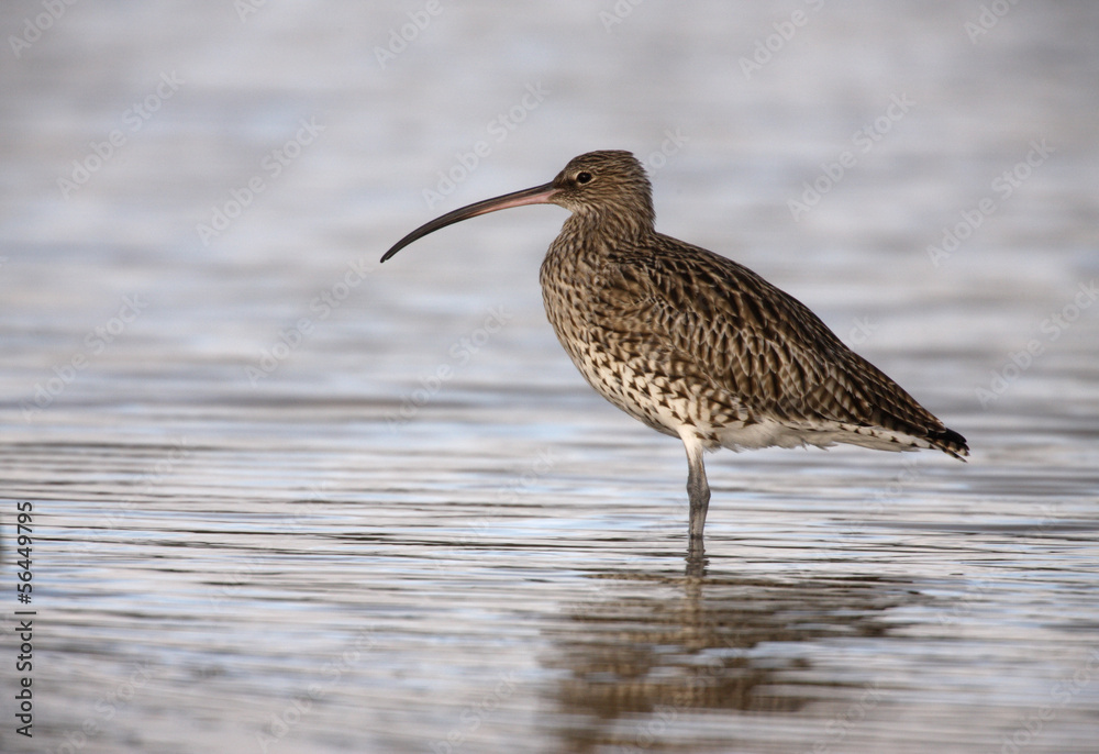 Curlew, Numenius arquata Curlew, Numenius arquata