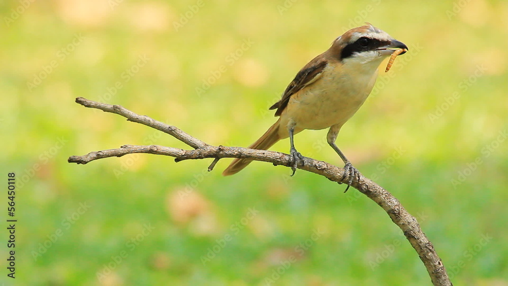shrike bird on a branch with a green background. shrike bird on a branch with a green background.