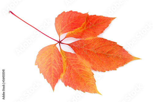 bright autumn leaf  isolated on white