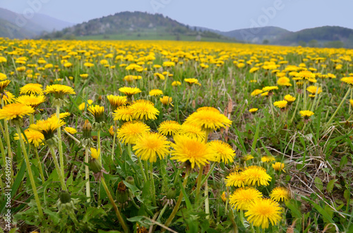 Vernal meadow full of nice yellow dandelions