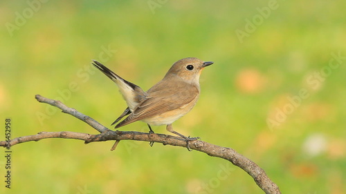 Red-throated Flycatcher ,The bird eating a worm on a stick.