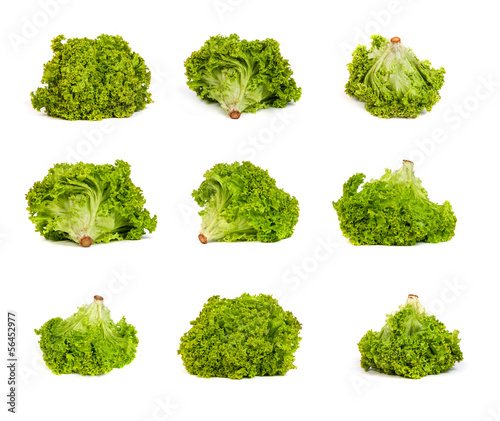 set of Fresh Green Lettuce isolated on white