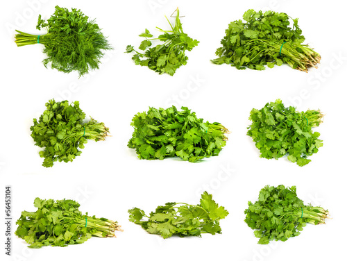 set of Fresh branches of green dill and Parsley tied isolated