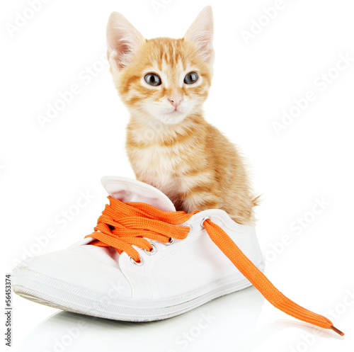 Cute little red kitten in shoes isolated on white photo