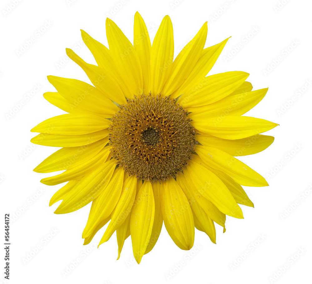 Fototapeta premium Isolated sunflower on the white background.