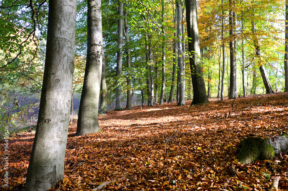 Blick in den Buchenwald Wald Lichtung Bäume im Herbst Blick in den Buchenwald Wald Lichtung Bäume im Herbst