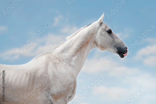 White a hkhal-teker horse portrait on the sky background © Olga Itina