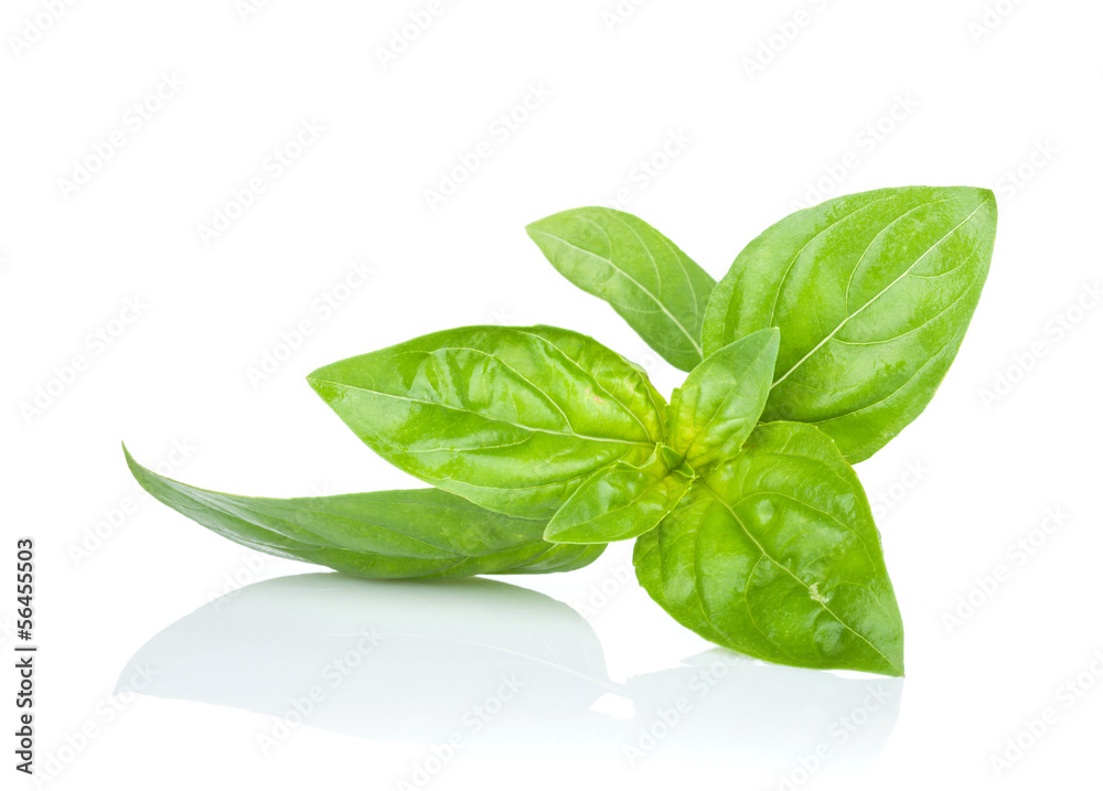 Fototapeta premium Fresh basil