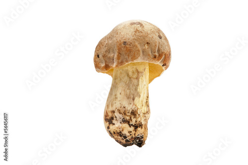 Brown cap mushroom.