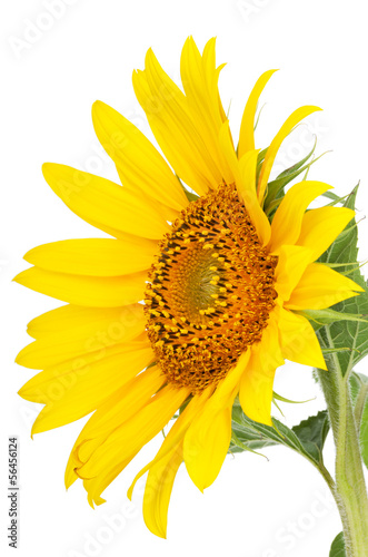 Fototapeta Naklejka Na Ścianę i Meble -  Sunflower
