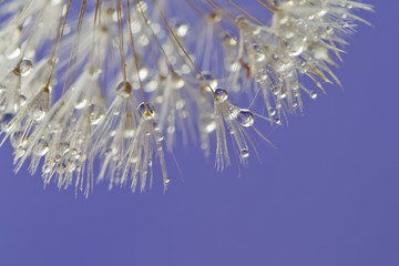 Fotobehang Paardenbloem met waterdruppels Mistige regen in aquakleuren  © Ana Tramont