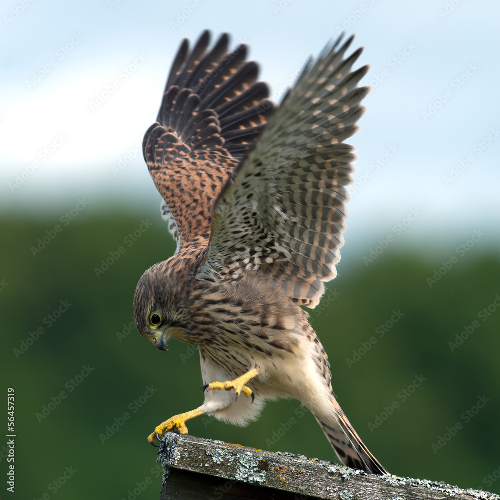 Fototapeta premium Kestrel's, juvenile, performance