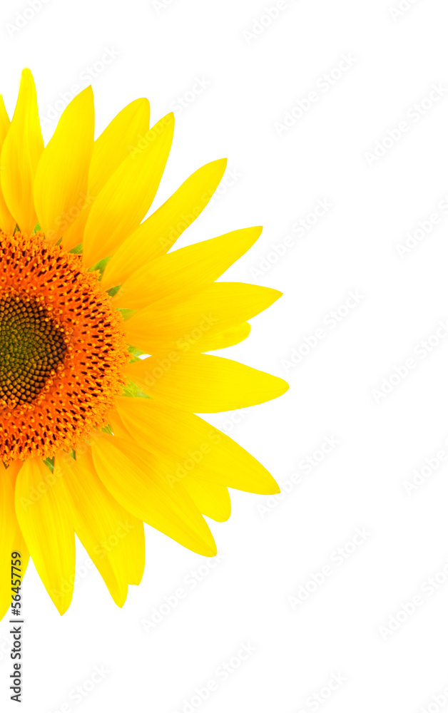 Fototapeta premium Nice picture of a sunflower