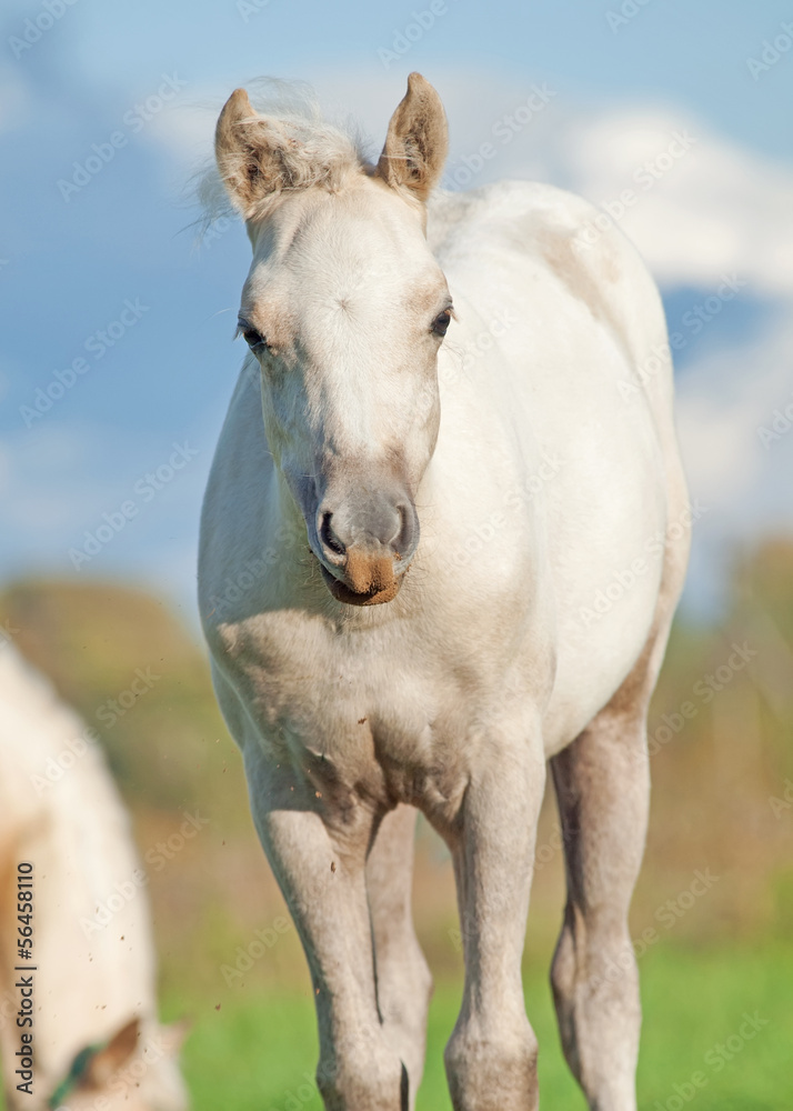 cremello welsh pony foal in the pasture cremello welsh pony foal in the pasture