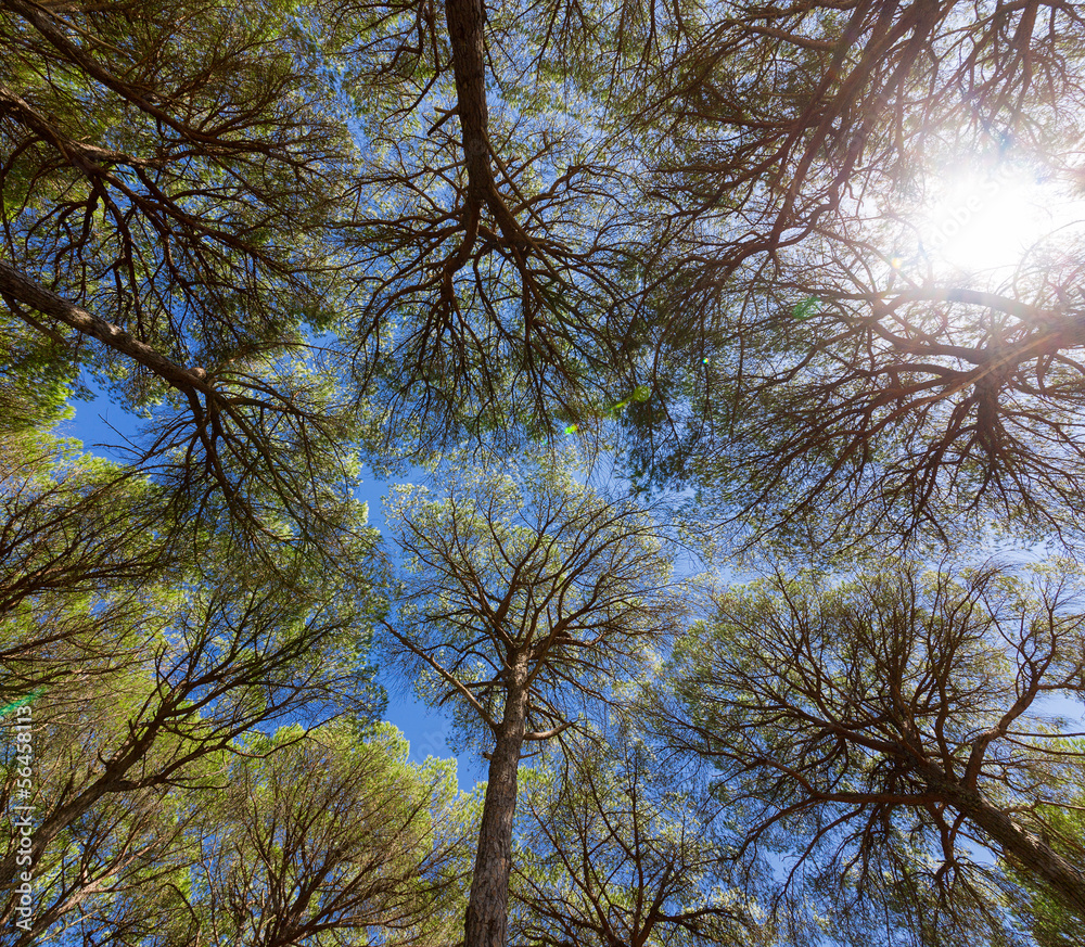 Fototapeta premium Wide angle view of pine trees