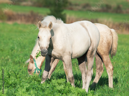 cremello  welsh  ponies foal in the pasture