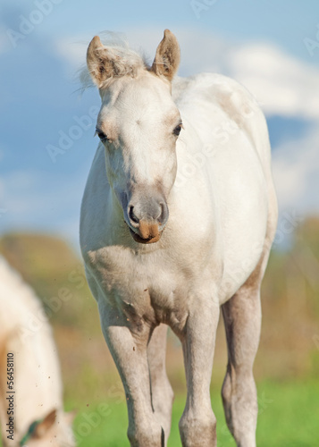 cremello  welsh  pony  foal in the pasture © anakondasp