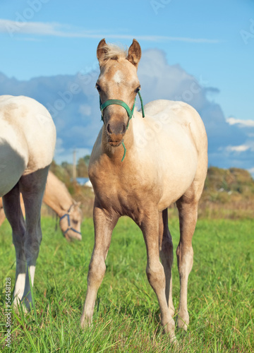palomino welsh  pony  foal in the pasture
