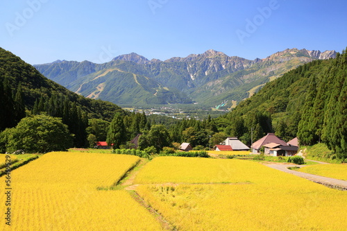 Japan Alps and rice field, Hakuba village Aoni photo