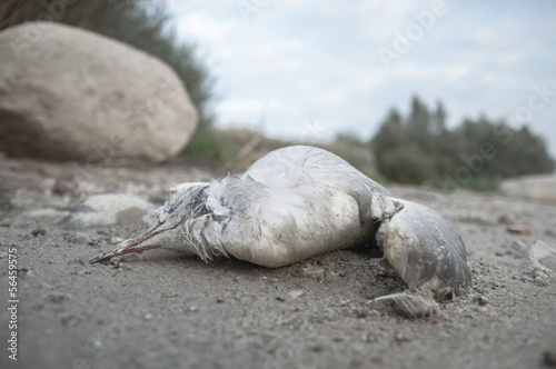 Fototapeta Naklejka Na Ścianę i Meble -  dead bird