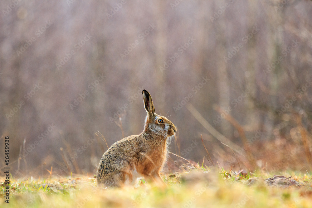 Obraz premium rabbit