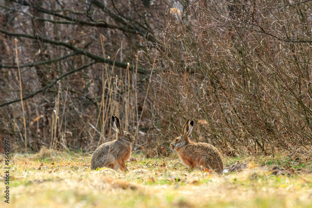 Fototapeta premium rabbit