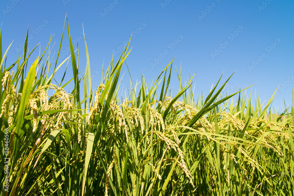 Fototapeta premium rice ripe