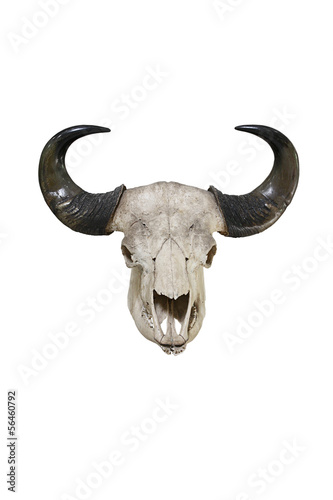 Bull big horns isolated on white background