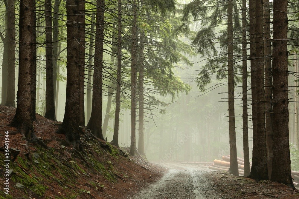 Obraz premium Coniferous forest in fog