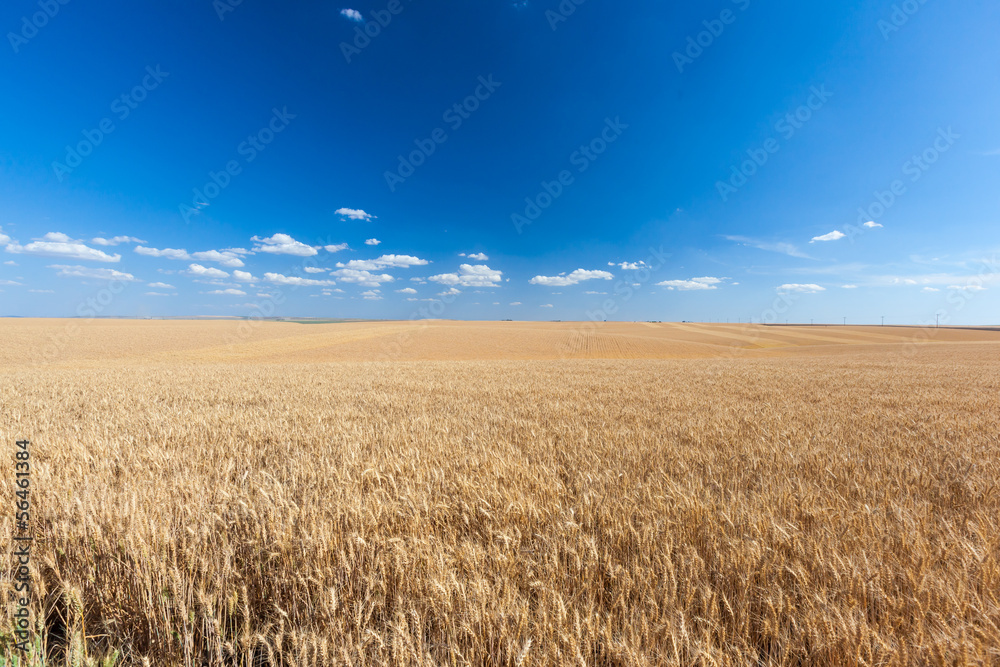 Yellow wheat field in sunny day