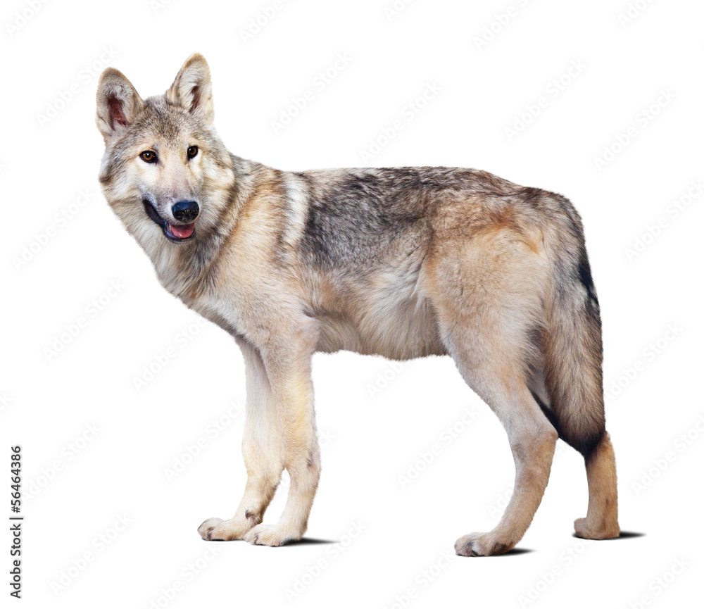 Obraz premium Standing gray wolf
