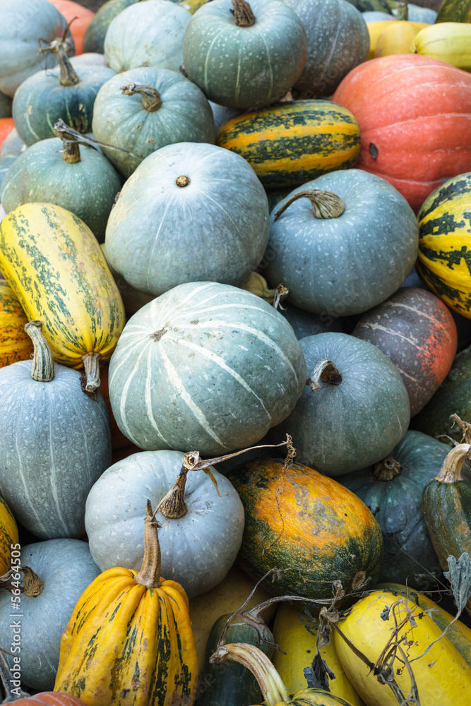 Pumpkin harvesting Pumpkin harvesting