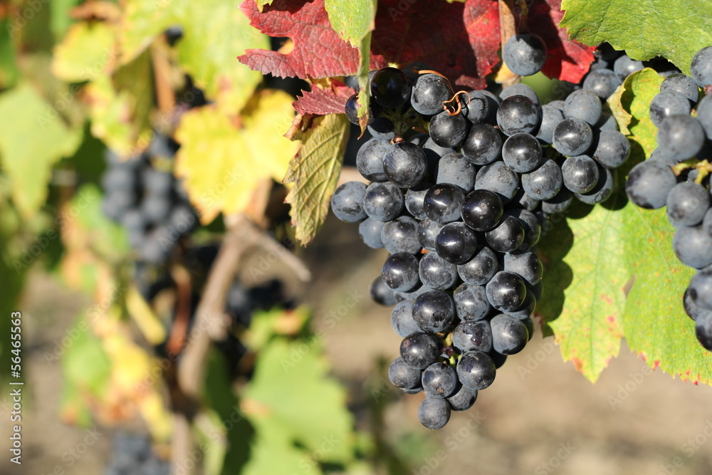 Naklejka premium grape, grappe, raisin, raisin rouge