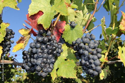 grappes, grape, vine, grappe de rasin, automne photo