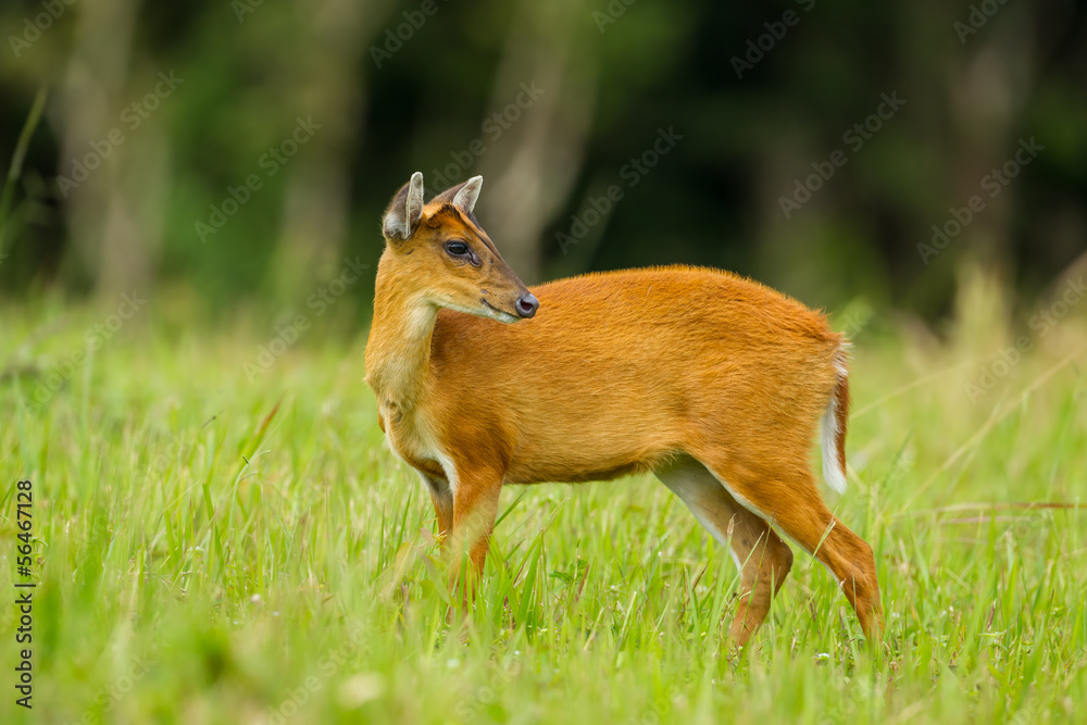 Barking deer in nature of Khao Yai National park, Thailand Barking deer in nature of Khao Yai National park, Thailand