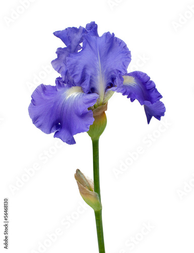 Fototapeta Naklejka Na Ścianę i Meble -  blue iris isolated on white background