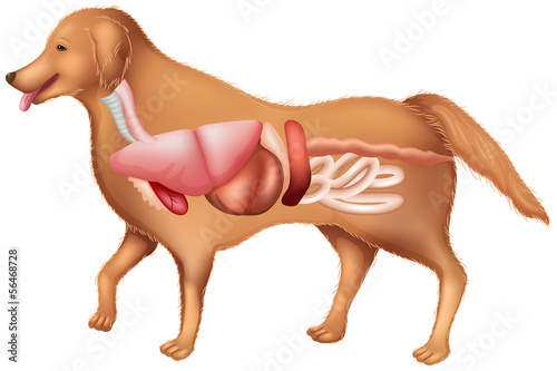 Anatomy of a dog