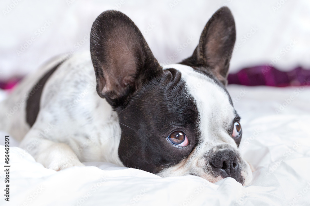 Adorable French bulldog puppy lying in bed Adorable French bulldog puppy lying in bed