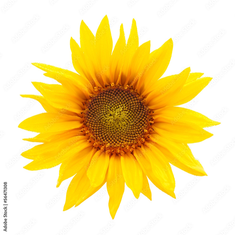 Leuchtende Sonnenblume mit Tautropfen freigestellt Leuchtende Sonnenblume mit Tautropfen freigestellt