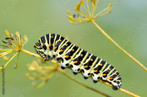 European Swallowtail caterpillar