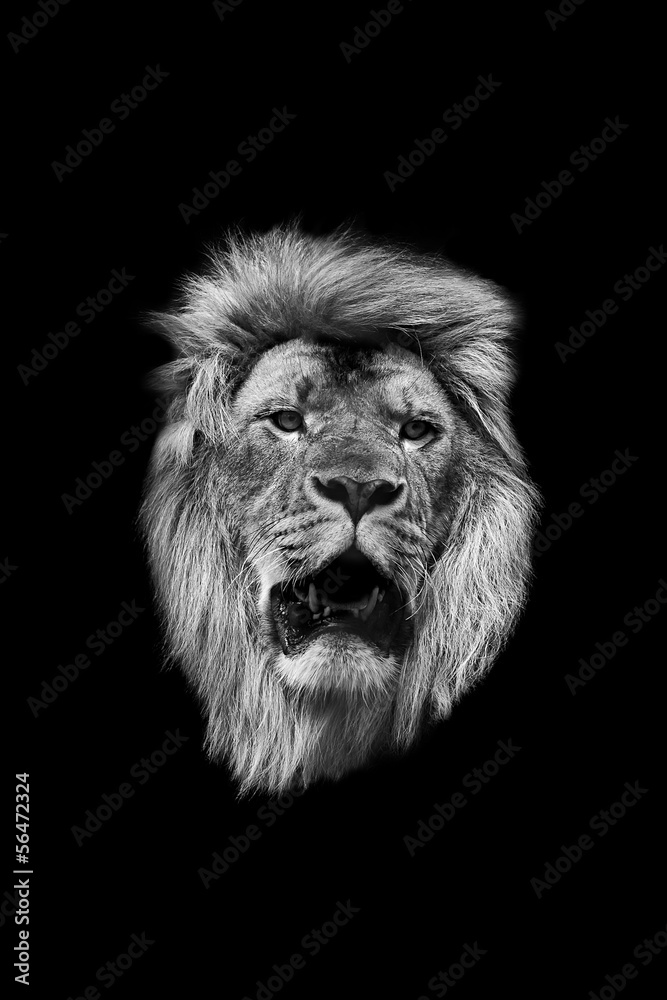 The head of a lion in black and white on a black background