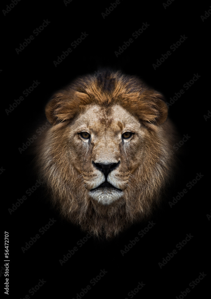 The head of a lion on a black background