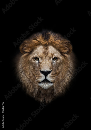 The head of a lion on a black background