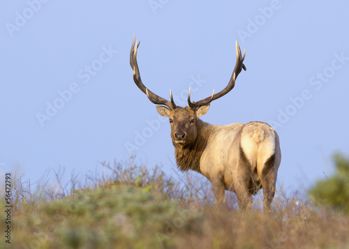 Tule Elk in Sunset light