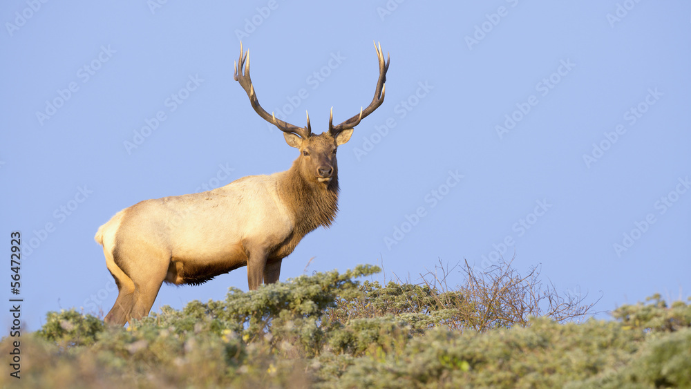 Fototapeta premium Tule Elk in Sunset light